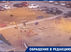 Свора бездомных собак держит в страхе большую часть «нового города» 