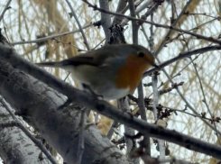 Похожи на снегирей, любят людей и красиво поют: малиновые зарянки прилетели на «Поплавок»