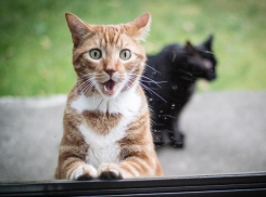 Пасмурно и тепло будет в среду в Волгодонске 