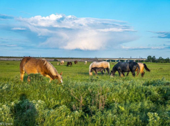 Предпоследний четверг весны будет теплым и солнечным в Волгодонске 