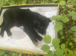 «Снимали на камеру»: щенок умер в ветклинике после варварского поступка подростков 