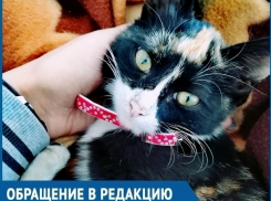 Две недели мы боролись за жизнь нашей кошки, -  волгодончанка возмущена работой ветеринаров