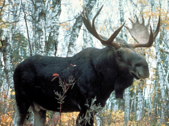 В Цимлянский район на постоянное жительство вернулись лоси с огромными рогами