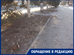 «Собачьи подарки» могут заразить людей паразитами!»: горожанка возмущена тем, что животные превратили улицу Ленина в отхожее место