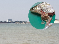 Каких паразитов можно подхватить после поедания рыбы из Цимлянского водохранилища