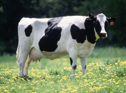 В Орловском построят завод по производству кормов для коров из других животных