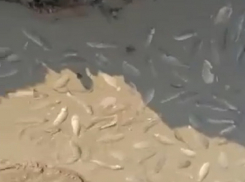 Люди с ума сходят: охоту на судаков с сачками под Волгодонском сняли на видео