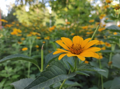 До +32 прогреется воздух сегодня в Волгодонске 