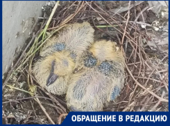 «На балконе вылупились птенцы голубей»: горожанка просит совета, как отвадить пернатых 