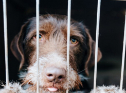 Проблему бездомных собак в Волгодонске пытаются решить фотовыставкой после спектакля «Стая»