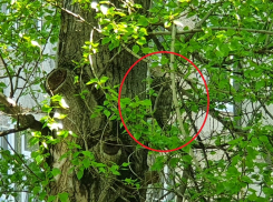 Стала известна точная видовая принадлежность большой совы с улицы Энтузиастов