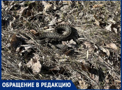 «Смотрите под ноги, уже проснулись огромные змеи»: волгодончанка 