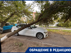 «В следующий раз упадут на людей?»: на Кошевого деревья дважды падали от сильного ветра 