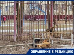 «Дети стоят со слезами на глазах от страха»: волгодонцы боятся расплодившихся в районе школы №8 собак