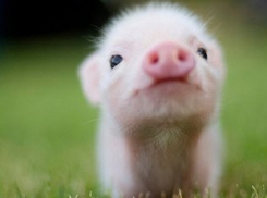 В Волгодонске подсчитали количество коров, птиц и другой скотины в частных подворьях