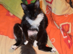Умный и послушный кот Барсик в конкурсе "Мой забавный питомец"