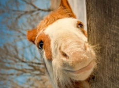 В Константиновске строят новый дом для коней 