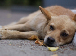 На улицах Волгодонска раскидывают отраву для животных, − читатель