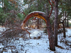 Зимняя сказка в Сосенках: фотограф Сергей Гибков раскрыл красоту соснового леса близ поселка