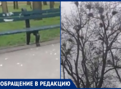 «Фильм ужасов наяву»: волгодонцы возмущены большим количеством ворон в парке Победы