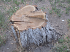 Уголовное дело возбудили в отношении 60-летнего мужчины за незаконную вырубку деревьев