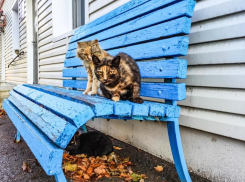 Теплая погода сохранится во Всемирный день животных в Волгодонске 