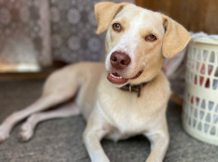 Милая Булочка ищет дом и ответственных хозяев