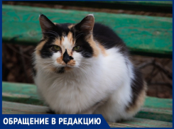 «Вы бросаете их на верную смерть»: волгодончанка об оставленных на дачах животных 