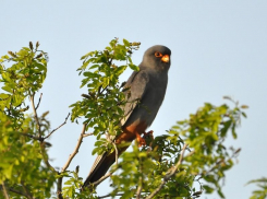 Почему сокол-кобчик в окрестностях Волгодонска предпочитает сожительствовать с крикливым грачом