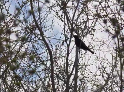 Популяция певучих скворцов увеличивается в Волгодонске