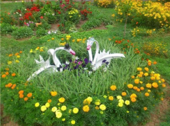 На оформление цветочных клумб в Волгодонске потратят 7,5 млн рублей