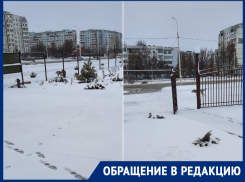 «Власти ждут, когда еще кого-то покусают»: волгодонцы просят убрать с улиц бездомных собак