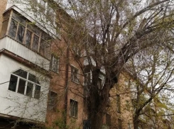 Дерево спилили: у ЖРЭУ-5 после публикации в «Блокноте» нашлись деньги на опиловку 