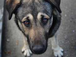 Волгодонцев предупредили о серьёзном ужесточении наказания за жестокое обращение с животными