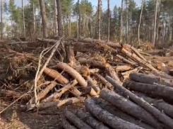Стала известна причина вырубки сосен у поселка Дубравный