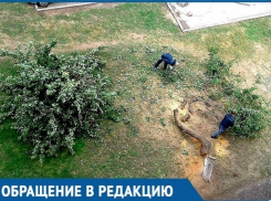 Варварское спиливание 30-летней алычи возмутило жителей дома №34 по Бульвару Великой Победы  