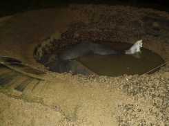 Волгодонец нырнул за раками и обнаружил труп мужчины (Фото 18+)