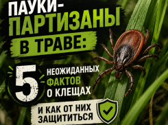 Пауки-партизаны в траве: 5 неожиданных фактов о клещах и как от них защититься