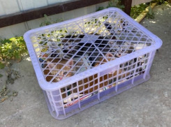 Ящик с котятами выставили на мусорку в 40-градусную жару в Волгодонске