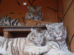 Тигры, пантеры, леопарды: в Волгодонск  приехал зоопарк «Леон»