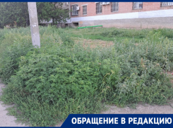 «И это городская территория»: заросли травы на Советской показали волгодонцы 