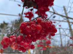 Местами снег с дождем: о погоде в последний вторник декабря 