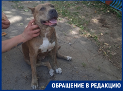 Собака бойцовской породы пугает жителей Ленина