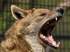 Под Орловским убили бешеного шакала