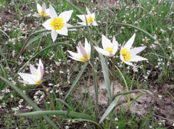 Через несколько дней начнется сезон цветения знаменитых тюльпанных полей у Маныча