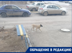 «Собака ведет себя неадекватно»: во дворе на Курчатова появился бездомный пес