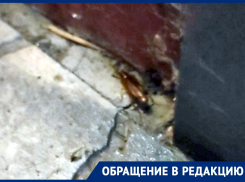«Они все с яйцами»: полчища тараканов активно размножаются в одном из домов Волгодонска