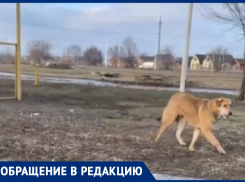 «Собака билась в конвульсиях, а из пасти шла пена»: волгодонцы сняли на видео собаку со странными симптомами