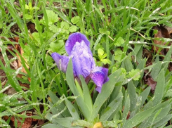 За две недели до начала зимы в степях под Волгодонском зацвел редкий ирис