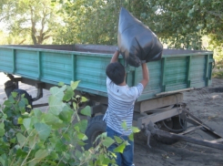 Сотрудники МЧС совместно со студентами-спасателями провели субботник на берегу Дона